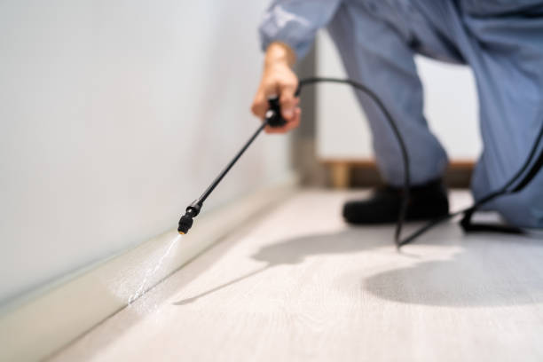 Licensed Cockroach Control service in St. Leo, FL - Nex Pest Control